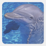 Bottlenosed Dolphin, Tursiops Truncatus Sticker