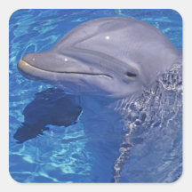 Bottlenosed Dolphin, Tursiops Truncatus Sticker