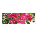 Bougainvilea profile cards