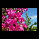 Bougainvillea and Palm Tree Photo Print