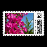 Bougainvillea and Palm Tree Postage