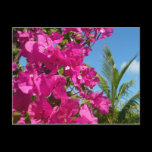 Bougainvillea and Palm Tree Postcard