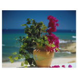 Bougainvillea, Baja, Mexico flyers