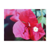 Bougainvillea Blossom postcards by roimim Bougainvillea Blossom postcards