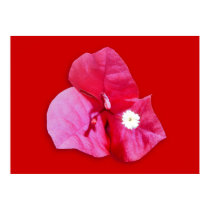 Bougainvillea Blossom posters by roimim Bougainvillea Blossom posters