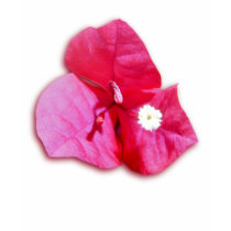Bougainvillea Blossom t-shirts