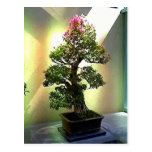 Bougainvillea Bonsai Tree Post Cards