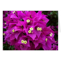 Bougainvillea Bouquet cards by moonrisings Bougainvillea Bouquet cards