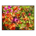 Bougainvillea Branches Post Card