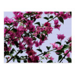 Bougainvillea Branches Postcard