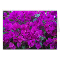 bougainvillea cards by eblack2000 bougainvillea cards