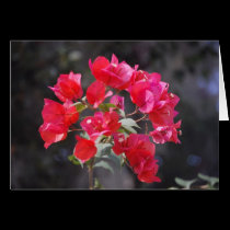 Bougainvillea cards