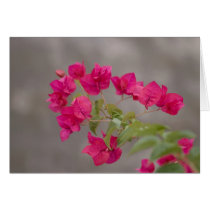 bougainvillea cards by neroli bougainvillea cards