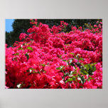 Bougainvillea Field Posters