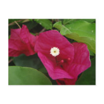 Bougainvillea Flower Postcard by MyBackyard Bougainvillea Flower Postcard