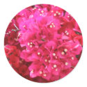 Bougainvillea Flower Sticker by StickerStore Bougainvillea Flower Sticker