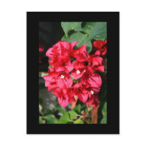 Bougainvillea Flowers Postcard by MichaelFelix Bougainvillea Flowers Postcard