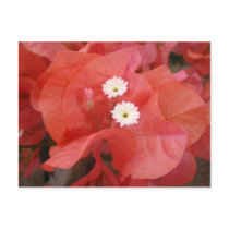 Bougainvillea Flowers Postcard by MyBackyard Bougainvillea Flowers Postcard