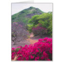 Bougainvillea  & Frangipani cards