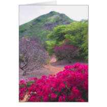 Bougainvillea & Frangipani cards by joeyartist Bougainvillea & Frangipani cards