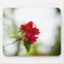 Bougainvillea (FreeWallpaperBlog.com)