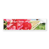 Bougainvillea Glabra Alias A Paper Flower In Greec bumper stickers