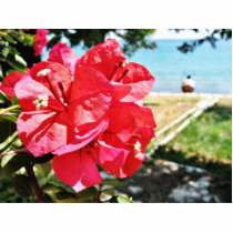 Bougainvillea Glabra Alias A Paper Flower In Greec photo sculptures by lifesphere Bougainvillea Glabra Alias A Paper Flower In Greec photo sculptures