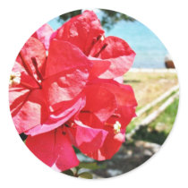 Bougainvillea Glabra Alias A Paper Flower In Greec stickers