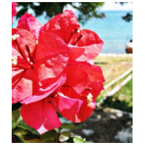 Bougainvillea Glabra Alias A Paper Flower In Greec t-shirts