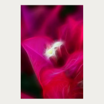 Bougainvillea Glow Poster posters by naturespaintbox Bougainvillea Glow Poster posters