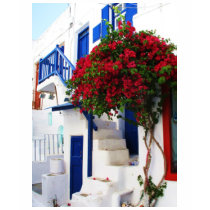 Bougainvillea growing outside a house, Mykonos t-shirts