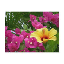 Bougainvillea & Hibiscus Postcard by dlgray Bougainvillea & Hibiscus Postcard