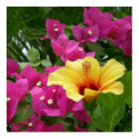 Bougainvillea & Hibiscus Poster posters