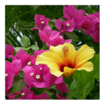 Bougainvillea & Hibiscus Poster posters by dlgray Bougainvillea & Hibiscus Poster posters