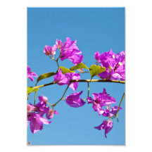 Bougainvillea Photograph