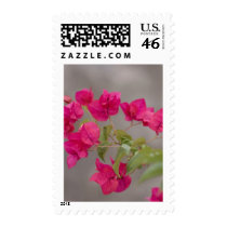 bougainvillea postage