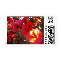 bougainvillea stamps