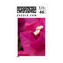 bougainvillea postage