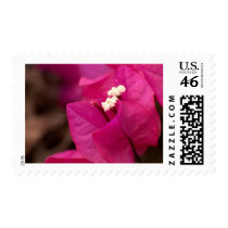 bougainvillea postage