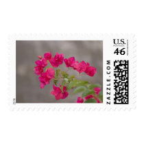 bougainvillea postage