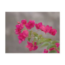 bougainvillea postcards by neroli bougainvillea postcards