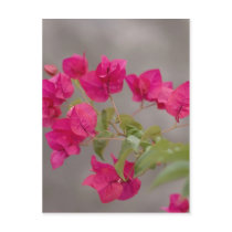 bougainvillea postcards by neroli bougainvillea postcards
