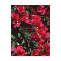 Bougainvillea postcards by roimim Bougainvillea postcards