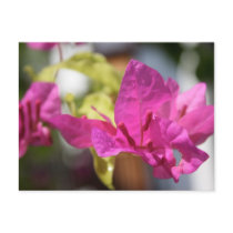 Bougainvillea postcards by dorenemlorenz Bougainvillea postcards