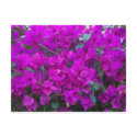 Bougainvillea postcards by eblack2000 Bougainvillea postcards