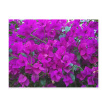 Bougainvillea postcards by eblack2000 Bougainvillea postcards