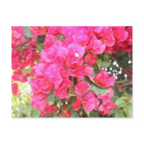 Bougainvillea Postcard by pattirm1 Bougainvillea Postcard
