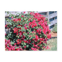 Bougainvillea postcards by roimim Bougainvillea postcards