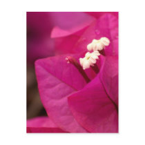 bougainvillea postcards by neroli bougainvillea postcards