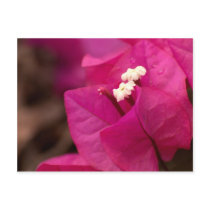 bougainvillea postcards by neroli bougainvillea postcards